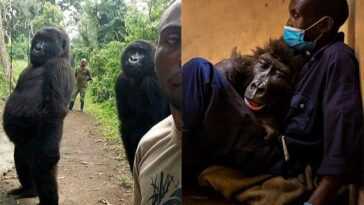 Adieu à Ndakasi, Le Gorille « Viral » Décédé à