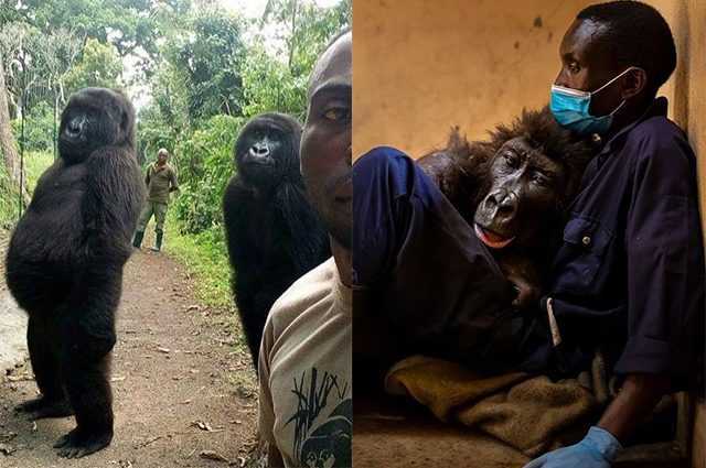 Adieu à Ndakasi, le gorille « viral » décédé à l'âge de 14 ans dans les bras de l'homme qui la protégeait 1 Adieu à Ndakasi, Le Gorille « Viral » Décédé à