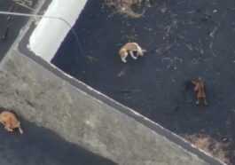 Chiens Piégés Par La Lave Aux Canaries, Course Contre La