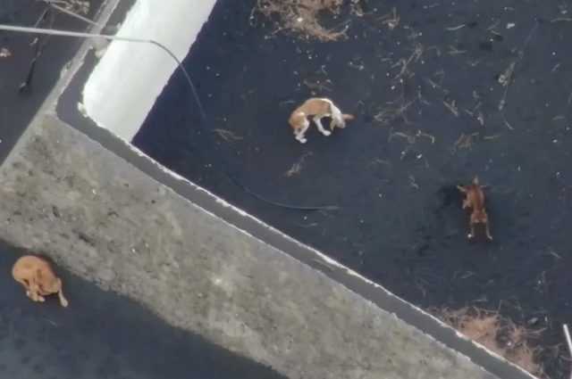 Chiens piégés par la lave aux Canaries, course contre la montre pour les sauver : nourriture et eau de drones 1 Chiens Piégés Par La Lave Aux Canaries, Course Contre La