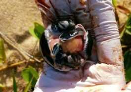 Des Jumelles De Tortues Marines Extrêmement Rares Découvertes Dans Un