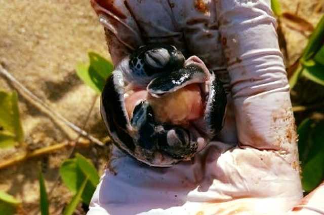 Des jumelles de tortues marines extrêmement rares découvertes dans un œuf pondu en Malaisie 1 Des Jumelles De Tortues Marines Extrêmement Rares Découvertes Dans Un