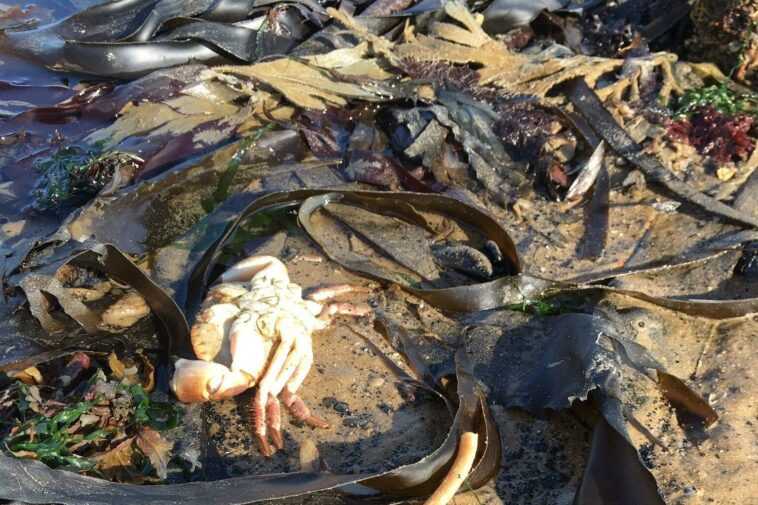 Des milliers de crustacés morts ont été retrouvés sur les plages d'Angleterre 1 Des Milliers De Crustacés Morts Ont été Retrouvés Sur Les