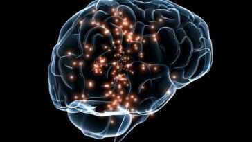 Des Scientifiques Découvrent Une Protéine Qui Peut Aider à Effacer