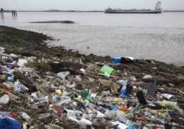 Du Plastique Dans L'estomac De Plus De La Moitié Des