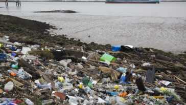 Du Plastique Dans L'estomac De Plus De La Moitié Des