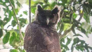 La Photo Du Hibou Grand Duc Gigantesque (et Très Rare) :