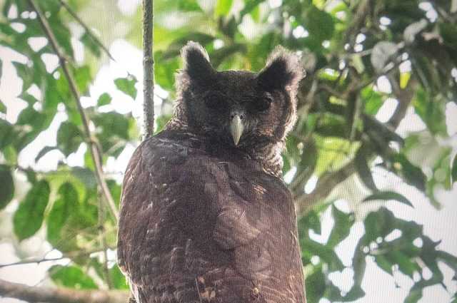 La photo du hibou grand-duc gigantesque (et très rare) : il n'a pas été vu à l'état sauvage depuis 150 ans 1 La Photo Du Hibou Grand Duc Gigantesque (et Très Rare) :