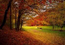 Le Feuillage D'automne Gommé Par Le Changement Climatique : Les