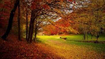 Le Feuillage D'automne Gommé Par Le Changement Climatique : Les