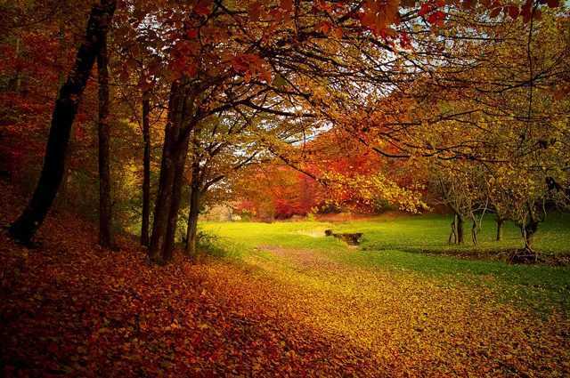 Le feuillage d'automne gommé par le changement climatique : les feuilles perdent leurs couleurs 1 Le Feuillage D'automne Gommé Par Le Changement Climatique : Les