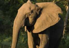 Les éléphants D'afrique Naissent Sans Défenses à Cause Du Braconnage