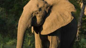 Les éléphants D'afrique Naissent Sans Défenses à Cause Du Braconnage
