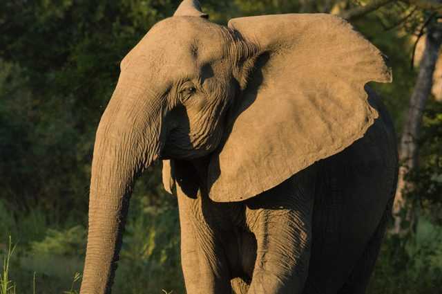 Les éléphants d'Afrique naissent sans défenses à cause du braconnage pour l'ivoire 1 Les éléphants D'afrique Naissent Sans Défenses à Cause Du Braconnage