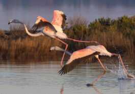 Les Flamants Roses Se Maquillent Pour être Plus Beaux Et