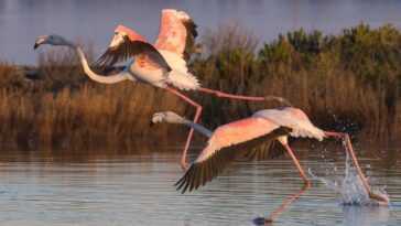 Les Flamants Roses Se Maquillent Pour être Plus Beaux Et