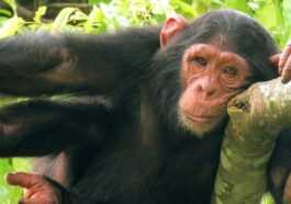 Les Images Hilarantes Du Chimpanzé Utilisant Une Bouteille Comme Jouet
