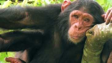 Les Images Hilarantes Du Chimpanzé Utilisant Une Bouteille Comme Jouet