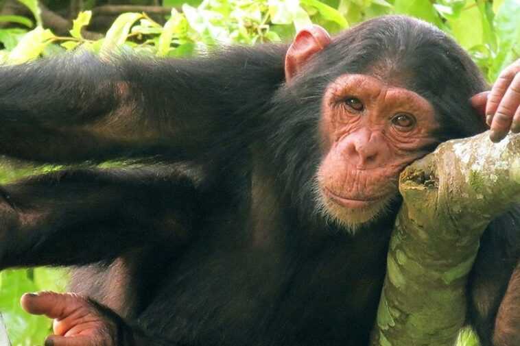 Les images hilarantes du chimpanzé utilisant une bouteille comme jouet sexuel 1 Les Images Hilarantes Du Chimpanzé Utilisant Une Bouteille Comme Jouet