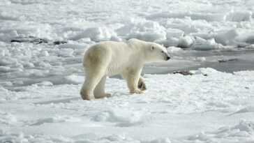 Les Ours Polaires, Les Phoques Et Autres Animaux Arctiques Disparaîtront