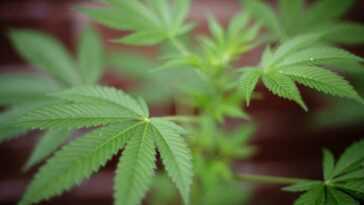 L'huile De Cannabis Pourrait Inverser Le Cancer Du Poumon