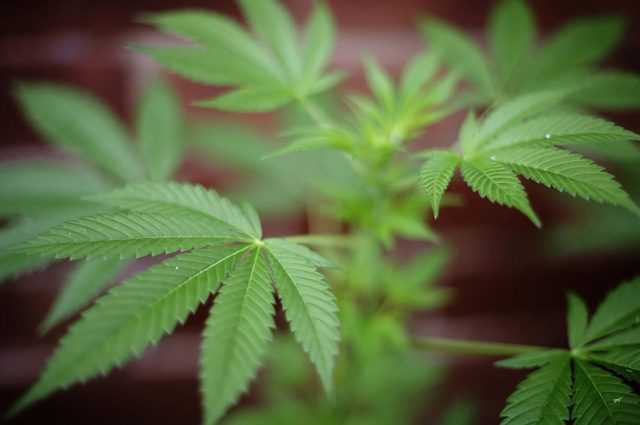 L'huile de cannabis pourrait inverser le cancer du poumon 1 L'huile De Cannabis Pourrait Inverser Le Cancer Du Poumon