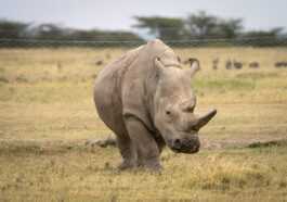 L'un Des Deux Derniers Rhinocéros Blancs Du Nord N'aidera Pas
