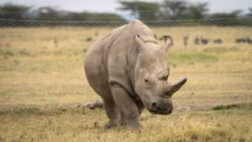 L'un Des Deux Derniers Rhinocéros Blancs Du Nord N'aidera Pas