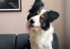 Nous Savons Maintenant Pourquoi Les Chiens Penchent La Tête Sur