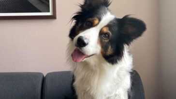 Nous Savons Maintenant Pourquoi Les Chiens Penchent La Tête Sur