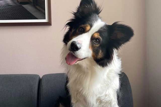 Nous savons maintenant pourquoi les chiens penchent la tête sur le côté 1 Nous Savons Maintenant Pourquoi Les Chiens Penchent La Tête Sur