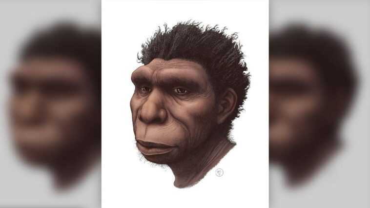 On sait maintenant qui est l'ancêtre direct de l'homme moderne : il s'appelle Homo bodoensis 1 On Sait Maintenant Qui Est L'ancêtre Direct De L'homme Moderne