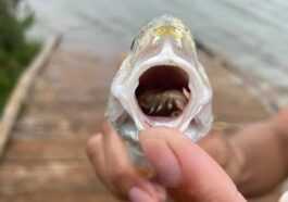 Parasite Absurde Découvert Dans La Bouche D'un Poisson : Il