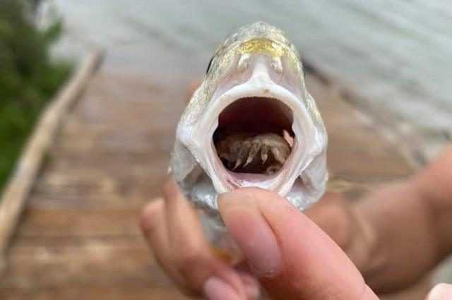 Parasite absurde découvert dans la bouche d'un poisson : il a remplacé la langue après l'avoir enlevée 1 Parasite Absurde Découvert Dans La Bouche D'un Poisson : Il