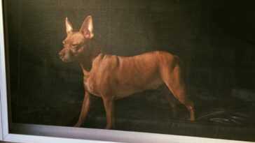 Peinture à L'huile Ou Vraie Photo De Chien : L'incroyable