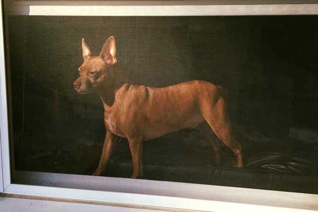 Peinture à l'huile ou vraie photo de chien : l'incroyable illusion d'optique devient virale 1 Peinture à L'huile Ou Vraie Photo De Chien : L'incroyable