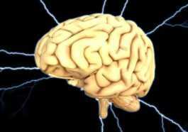 Pourquoi Notre Cerveau Est Devenu Plus Petit Il Y A