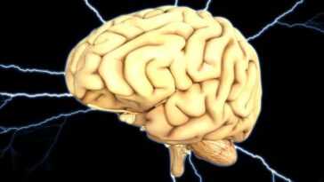 Pourquoi Notre Cerveau Est Devenu Plus Petit Il Y A