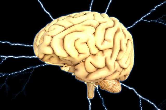 Pourquoi notre cerveau est devenu plus petit il y a 3 000 ans (et pourrait le faire à nouveau) 1 Pourquoi Notre Cerveau Est Devenu Plus Petit Il Y A