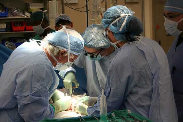 Rein de porc transplanté à l'homme sans rejet : c'est la première fois dans l'histoire de la médecine 1 Rein De Porc Transplanté à L'homme Sans Rejet : C'est