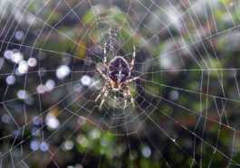 Si Vous Voyez Plus D'araignées Dans La Maison Ces Jours Ci