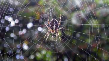 Si Vous Voyez Plus D'araignées Dans La Maison Ces Jours Ci