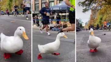 Il Y Avait Un Canard Au Marathon De New York