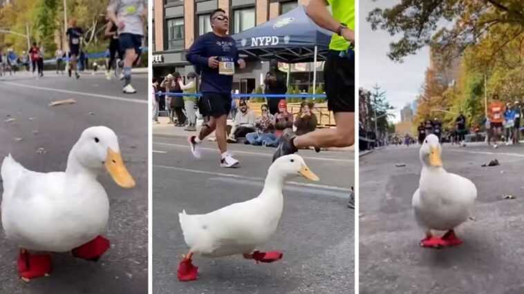 Il y avait un canard au marathon de New York (qui est aussi une star de TikTok) 1 Il Y Avait Un Canard Au Marathon De New York