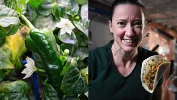 A Fait Pousser Avec Succès Les Premiers Piments Dans L'espace