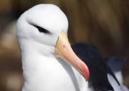 Adieu à L'amour éternel Des Albatros : Les Oiseaux Fidèles