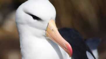 Adieu à L'amour éternel Des Albatros : Les Oiseaux Fidèles
