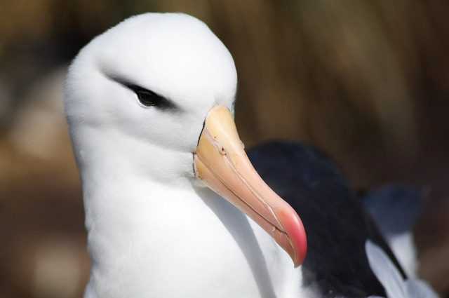 Adieu à l'amour éternel des albatros : les oiseaux fidèles divorcent davantage face à la crise climatique 1 Adieu à L'amour éternel Des Albatros : Les Oiseaux Fidèles