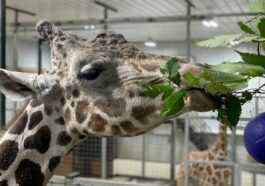 Au Revoir Jimmie, La Plus Vieille Girafe Du Monde Est