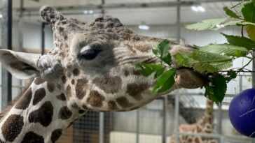 Au Revoir Jimmie, La Plus Vieille Girafe Du Monde Est